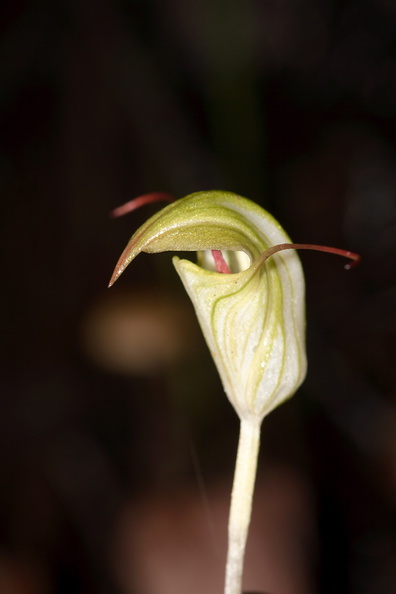Pterostylis-sp3-greenhood-orchid-Large-Kauri-Sanctuary-Waipoua-Forest-09-07-2011-IMG_2789.jpg