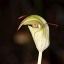 Pterostylis-sp3-greenhood-orchid-Large-Kauri-Sanctuary-Waipoua-Forest-09-07-2011-IMG 2789