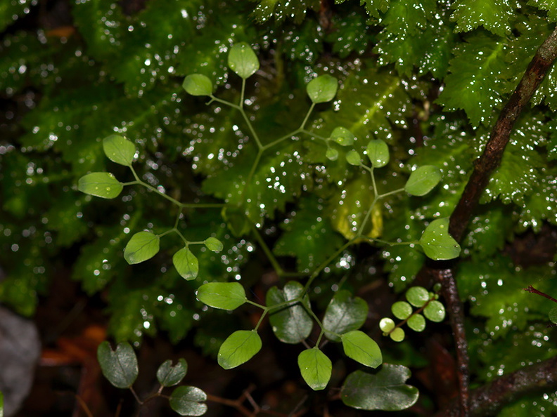 fern-divaricating-juvenile-leaves-Trounson-Kauri-Reserve-10-07-2011-IMG_2824.jpg