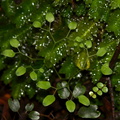 fern-divaricating-juvenile-leaves-Trounson-Kauri-Reserve-10-07-2011-IMG 2824