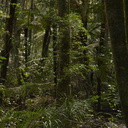 forest-tree-trunks-understory-Trounson-Kauri-Reserve-10-07-2011-IMG 2816