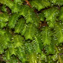 leafy-liverwort-Trounson-Kauri-Reserve-10-07-2011-IMG 2823