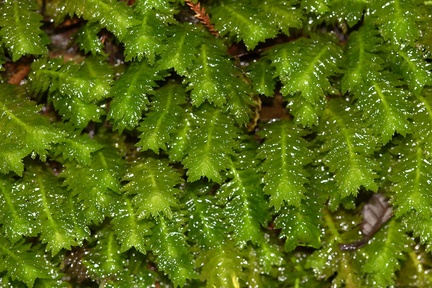 leafy-liverwort-Trounson-Kauri-Reserve-10-07-2011-IMG 2823