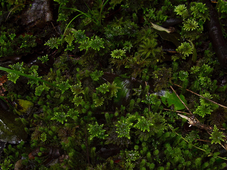 umbrella-moss-Large-Kauri-Sanctuary-Waipoua-Forest-09-07-2011-IMG_9163.jpg