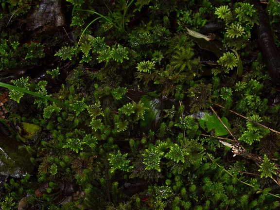 umbrella-moss-Large-Kauri-Sanctuary-Waipoua-Forest-09-07-2011-IMG 9163