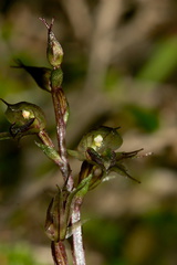 Acianthus-sinclairii-mosquito-orchid-Smugglers-Cove-Track-Whangarei-Heads-2013-07-09-IMG 9177