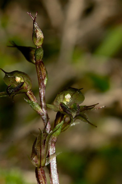 Acianthus-sinclairii-mosquito-orchid-Smugglers-Cove-Track-Whangarei-Heads-2013-07-09-IMG_9177.jpg