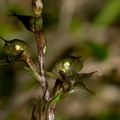 Acianthus-sinclairii-mosquito-orchid-Smugglers-Cove-Track-Whangarei-Heads-2013-07-09-IMG 9177