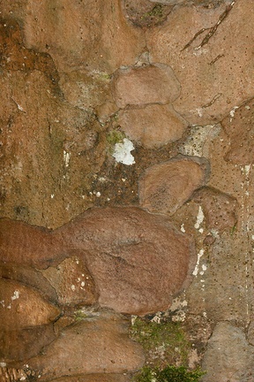 Agathis-australis-kauri-with-pinkish-bark-Short-Loop-Pukenui-Whangarei-2013-07-11-IMG 9259