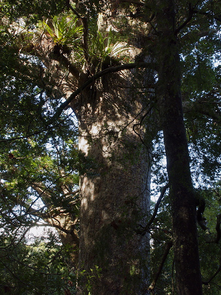 Agathis-australis-large-kauri-Short-Loop-Pukenui-Whangarei-2013-07-11-IMG_2583.jpg