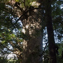 Agathis-australis-large-kauri-Short-Loop-Pukenui-Whangarei-2013-07-11-IMG 2583