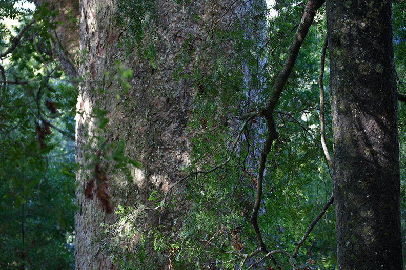 Agathis-australis-large-kauri-Short-Loop-Pukenui-Whangarei-2013-07-11-IMG_9247.jpg