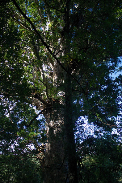 Agathis-australis-large-kauri-Short-Loop-Pukenui-Whangarei-2013-07-11-IMG_9251.jpg