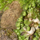 Asterella-foliose-liverwort-Bream-Head-track-Whangarei-11-07-2011-IMG 2870
