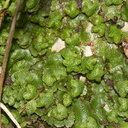 Asterella-foliose-liverwort-Bream-Head-track-Whangarei-11-07-2011-IMG 2872