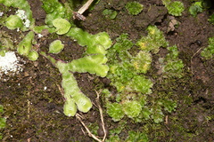 Asterella-or-Lunaria-thallose-liverwort-and-Porella-Peach-Cove-trail-Bream-Head-17-07-2011-IMG 3040