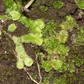 Asterella-or-Lunaria-thallose-liverwort-and-Porella-Peach-Cove-trail-Bream-Head-17-07-2011-IMG_3040.jpg