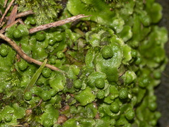 Asterella-thallose-liverwort-Peach-Cove-trail-Bream-Head-17-07-2011-IMG 3042