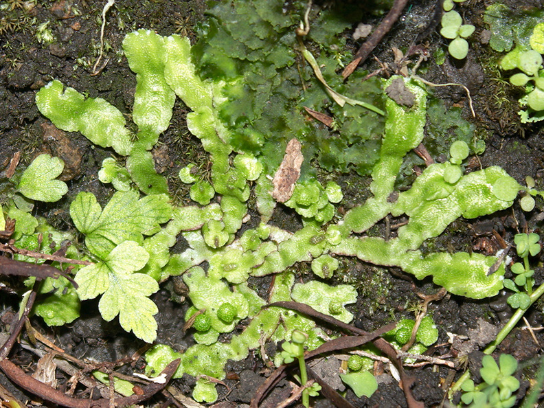 Asterella-thallose-liverwort-and-hornwort-Peach-Cove-trail-Bream-Head-17-07-2011-IMG_3036.jpg