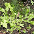Asterella-thallose-liverwort-and-hornwort-Peach-Cove-trail-Bream-Head-17-07-2011-IMG_3036.jpg