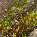 Ceratodon-cf-purpureus-moss-Nook-Rd-Onerahi-Whangarei-2013-07-18-IMG 9401