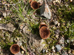 Coriolus-sp-round-brown-mushroom-Smugglers-Cove-Track-Whangarei-Heads-2013-07-09-IMG 2509