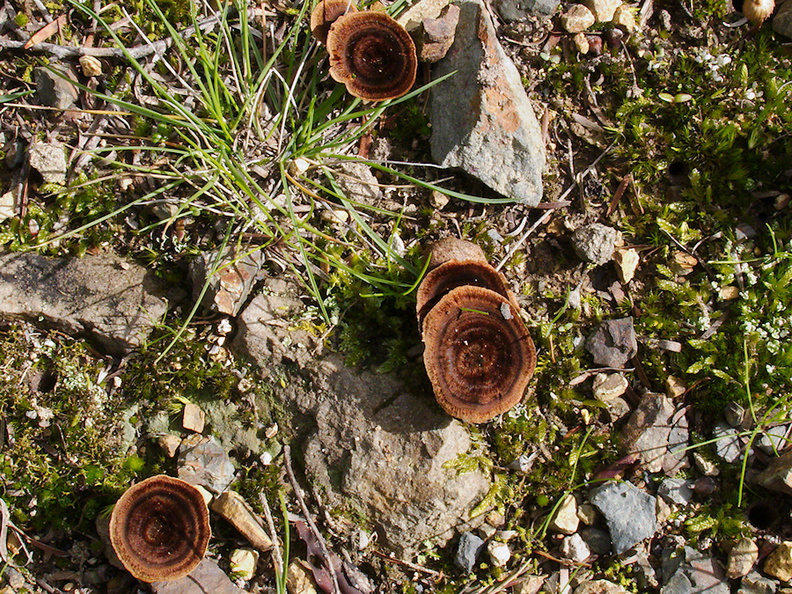 Coriolus-sp-round-brown-mushroom-Smugglers-Cove-Track-Whangarei-Heads-2013-07-09-IMG_2509.jpg