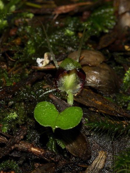 Corybas-trilobus-spider-orchid-Reed-Kauri-Reserve-2013-07-16-IMG 9344