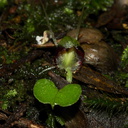 Corybas-trilobus-spider-orchid-Reed-Kauri-Reserve-2013-07-16-IMG 9344