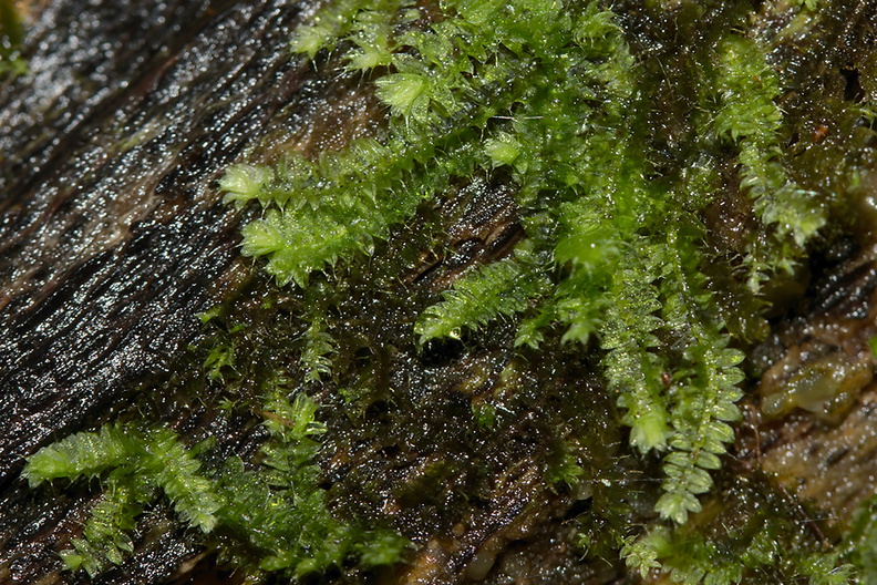 Cyathophorum-bulbosum-moss-Reed-Kauri-Reserve-2013-07-16-IMG 9311