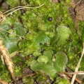 Fossombronia-sp-liverwort-Bream-Head-track-Whangarei-11-07-2011-IMG 2878