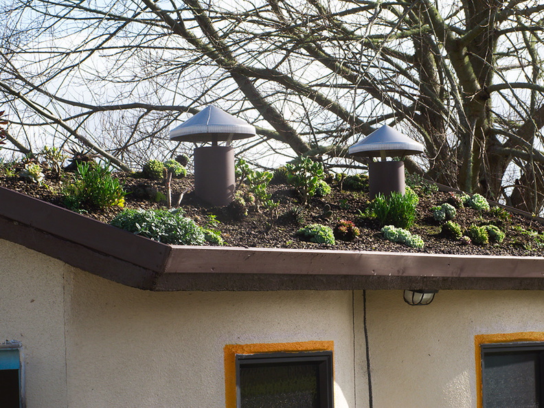 Hundertwasser-toilet-ancillary-green-roof-Kawakawa-09-07-2011-IMG_9139.jpg