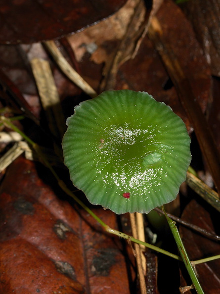 Hygrocybe-viridis-shiny-green-gill-mushroom-Short-Loop-Pukenui-Whangarei-2013-07-11-IMG_9243.jpg