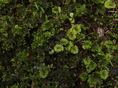 Hypopterygium-and-Mniodendron-true-and-pseudo-umbrella-moss-AHReed-Kauri-Park-2013-07-16-IMG 2655