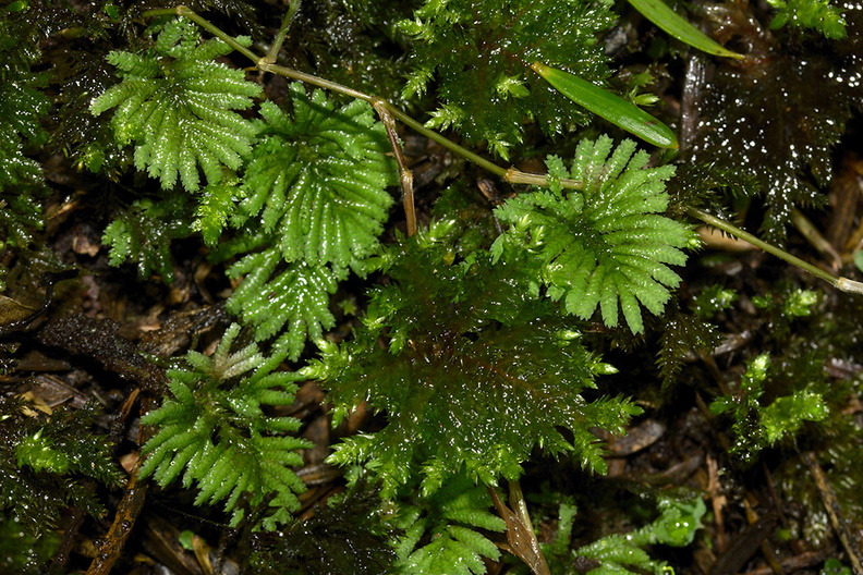 Hypopterygium-and-Mniodendron-true-and-pseudo-umbrella-moss-Reed-Kauri-Reserve-2013-07-16-IMG_9339.jpg