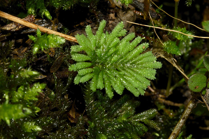 Hypopterygium-sp-umbrella-moss-Reed-Kauri-Reserve-2013-07-16-IMG_9336.jpg