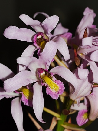 Laelia-superbiens-Whangarei-Orchid-Show-2015-09-25-IMG 1504