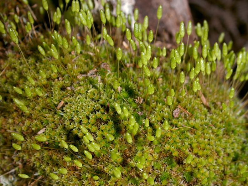 Leptostomum-inclinans-moss-Smugglers-Cove-2015-09-07-IMG_1211.jpg