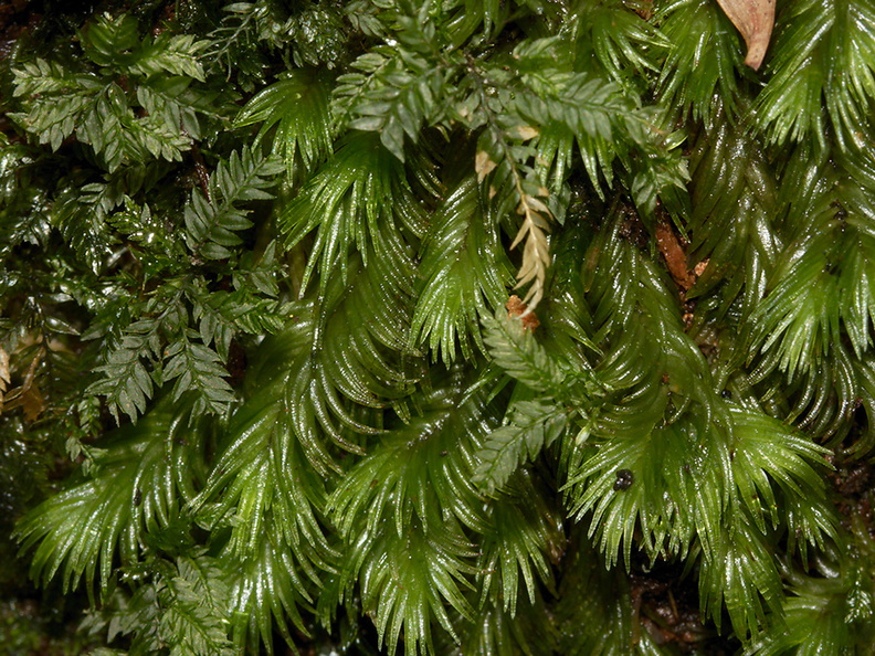 Leucobryum-sp-candidum-moss-Reed-Kauri-Reserve-2013-07-16-IMG_9327.jpg