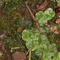 Lunaria-thallose-liverwort-and-hornwort-near-mangroves-Boswells-Track-Whangarei-Harbour-16-07-2011-IMG 2977