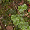 Lunaria-thallose-liverwort-and-hornwort-near-mangroves-Boswells-Track-Whangarei-Harbour-16-07-2011-IMG 2977