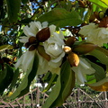 Magnolia-with-double-flowers-near-Northland-Regional-Council-Whangarei-2013-07-10-IMG 2536