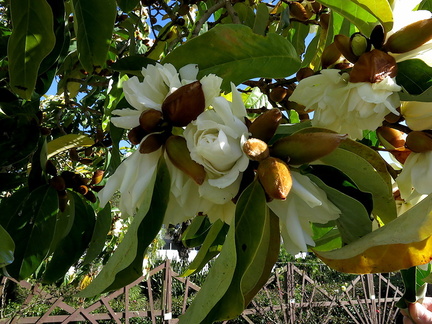 Magnolia-with-double-flowers-near-Northland-Regional-Council-Whangarei-2013-07-10-IMG 2536