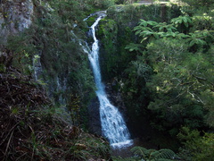 McKinnon-Falls-Reed-Kauri-Park-Whangarei-12-07-2011-IMG 9227