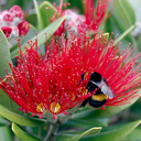 Metrosideros-excelsa-pohutukawa-red-flowers-orange-bumblebee-Smugglers-Cove-2015-11-23-IMG 2675