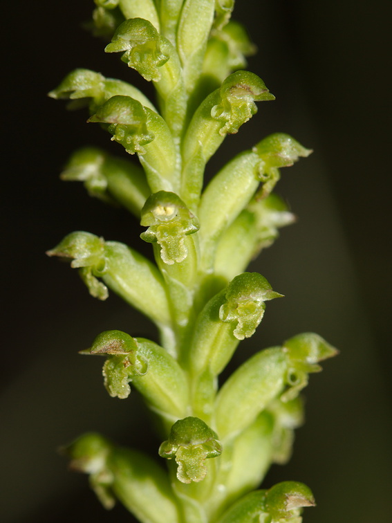 Microtis-unifolia-orchid-Smugglers-Cove-2015-11-23-IMG 2683