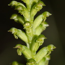 Microtis-unifolia-orchid-Smugglers-Cove-2015-11-23-IMG 2683