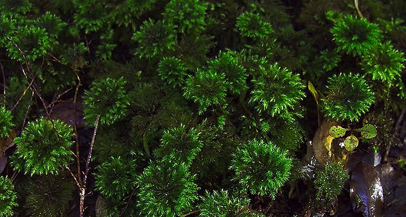 Mniodendron-dendroides-umbrella-moss-Short-Loop-Pukenui-Whangarei-2013-07-11-IMG_2545.jpg