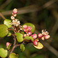 Muehlenbeckia-complexa-maidenhair-vine-divaricating-shrub-in-flower-Ocean-Beach-Bream-Head-Track-2013-07-17-IMG 9381