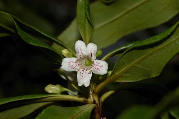 Myoporum-laetum-ngaio-white-flower-small-tree-Ocean-Beach-Whangarei-Heads-2013-07-12-IMG 9298